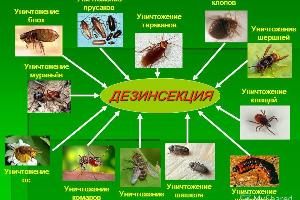 Продажа средства от тараканов клопов муравьев грызунов Город Горно-Алтайск